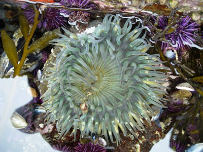 anemone in tide pool