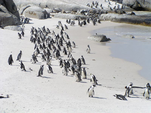 jackass penguins