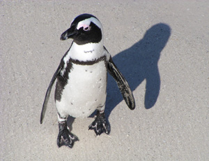 penguin